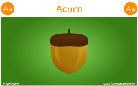 Acorn starts with the letter A.