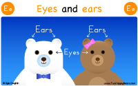 Eyes and ears start with the letter E.