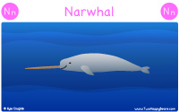 Narwhal starts with the letter N.